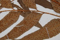 披針貫眾蕨藏品圖，第4張