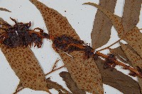 披針貫眾蕨藏品圖，第5張