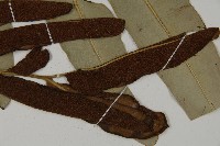 鹵蕨藏品圖，第3張