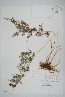 日本金粉蕨藏品圖，第1張