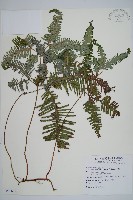 芒萁藏品圖，第1張