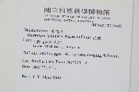 芒萁藏品圖，第2張