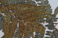 細葉複葉耳蕨藏品圖，第3張