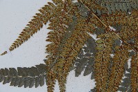 細葉複葉耳蕨藏品圖，第4張