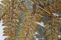 細葉複葉耳蕨藏品圖，第5張