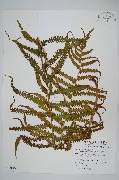 野毛蕨藏品圖，第1張