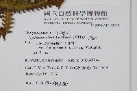 野毛蕨藏品圖，第2張