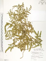 海金沙藏品圖，第1張