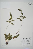 海島陵齒蕨藏品圖，第1張