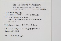 海島陵齒蕨藏品圖，第2張