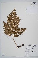 闊葉骨碎補藏品圖，第1張