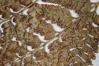 闊葉骨碎補藏品圖，第5張