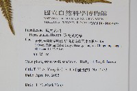 傅氏鳳尾蕨藏品圖，第2張