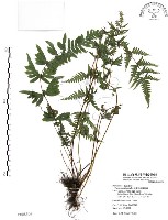 半邊羽裂鳳尾蕨藏品圖，第1張