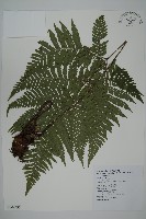 肋毛蕨藏品圖，第1張