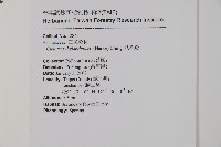 肋毛蕨藏品圖，第2張