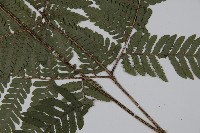 肋毛蕨藏品圖，第3張