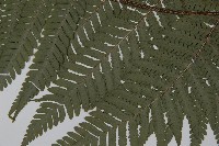 肋毛蕨藏品圖，第4張