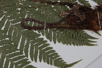 肋毛蕨藏品圖，第5張