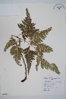 小葉複葉耳蕨藏品圖，第1張