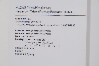 小葉複葉耳蕨藏品圖，第2張