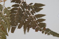 小葉複葉耳蕨藏品圖，第3張