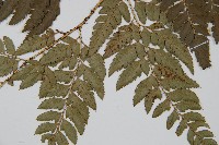 小葉複葉耳蕨藏品圖，第4張