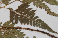 小葉複葉耳蕨藏品圖，第5張