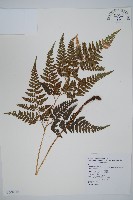 小葉複葉耳蕨藏品圖，第1張