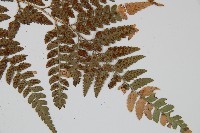 小葉複葉耳蕨藏品圖，第3張