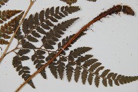 小葉複葉耳蕨藏品圖，第4張