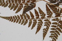 小葉複葉耳蕨藏品圖，第5張