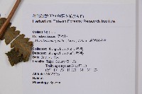 邊緣鱗蓋蕨藏品圖，第2張