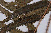 邊緣鱗蓋蕨藏品圖，第3張