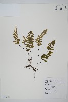 單邊鐵角蕨藏品圖，第1張