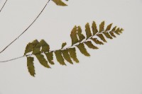 單邊鐵角蕨藏品圖，第3張