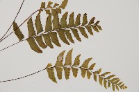 單邊鐵角蕨藏品圖，第4張