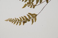 單邊鐵角蕨藏品圖，第5張