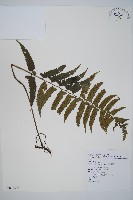 鋸齒雙蓋蕨、線葉雙蓋蕨、刺鱗雙蓋蕨藏品圖，第1張