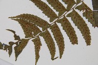 鋸齒雙蓋蕨、線葉雙蓋蕨、刺鱗雙蓋蕨藏品圖，第3張