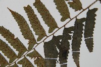 鋸齒雙蓋蕨、線葉雙蓋蕨、刺鱗雙蓋蕨藏品圖，第4張