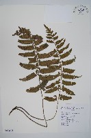 鋸齒雙蓋蕨、線葉雙蓋蕨、刺鱗雙蓋蕨藏品圖，第1張