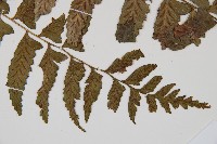 鋸齒雙蓋蕨、線葉雙蓋蕨、刺鱗雙蓋蕨藏品圖，第3張