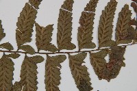 鋸齒雙蓋蕨、線葉雙蓋蕨、刺鱗雙蓋蕨藏品圖，第4張