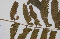 鋸齒雙蓋蕨、線葉雙蓋蕨、刺鱗雙蓋蕨藏品圖，第5張