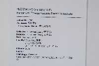 傅氏鳳尾蕨藏品圖，第2張