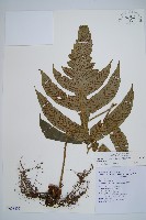 網脈雙蓋蕨藏品圖，第1張