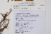 網脈雙蓋蕨藏品圖，第2張