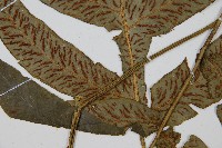 網脈雙蓋蕨藏品圖，第3張