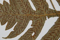 網脈雙蓋蕨藏品圖，第4張